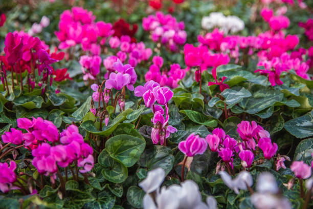 istock A large glade with a pink cyclamens 1301910343