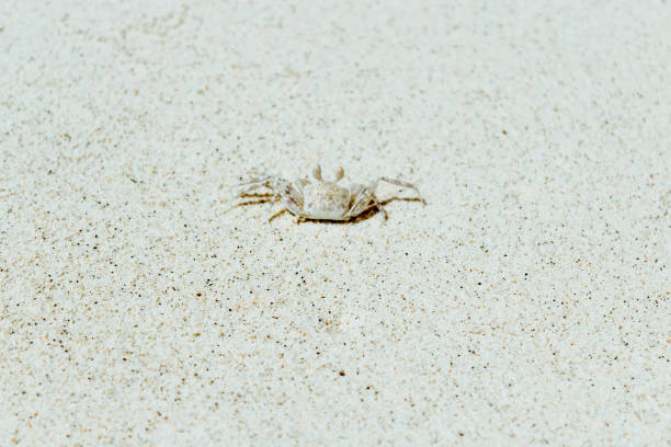 istock Close up of a crab on a sandy beach 1301910628