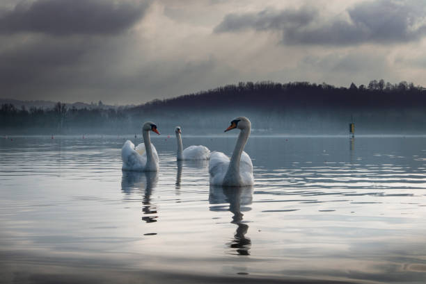 Swan's lake stock photo