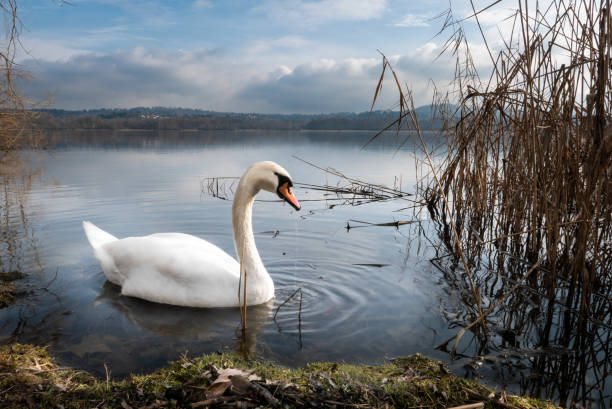 Swan's lake stock photo