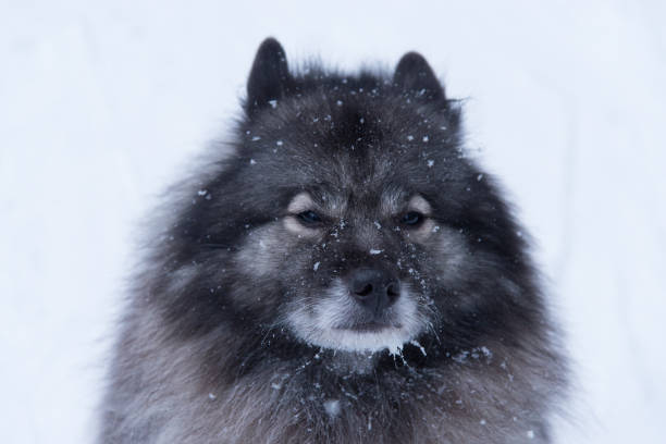 Winter portrait of Keeshond with snowflakes stock photo