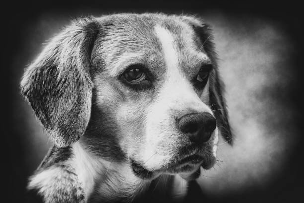 istock Old-looking shot of a young beagle in black and white 1301910732