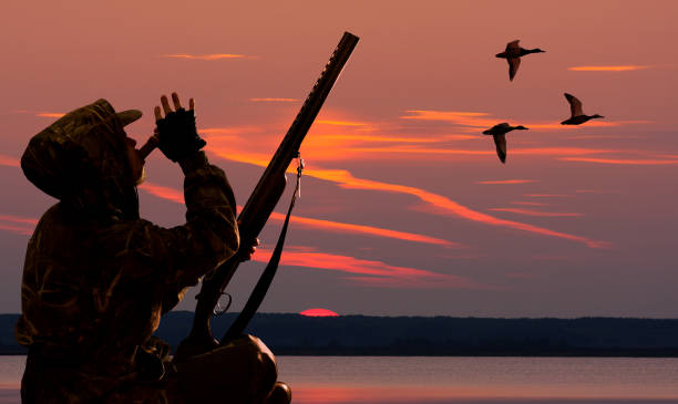 hunter lures ducks at dawn the hunter lures waterfowl using duck call at sunset animal call stock pictures, royalty-free photos & images