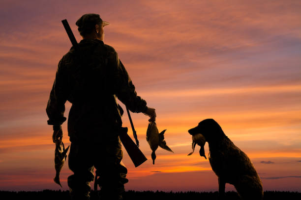 hunter and his dog with prey at sunset silhouettes of the duck hunter and his dog with prey on the sunset background animals hunting stock pictures, royalty-free photos & images