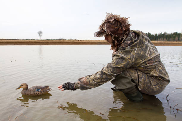 hunter places a plastic duck decoy in shallow water waterfowler places a plastic duck decoy in shallow water before the hunt hunting decoy photos stock pictures, royalty-free photos & images