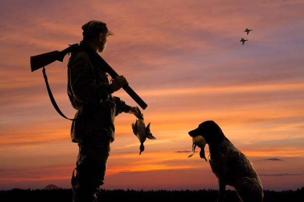 istock hunter and his dog with downed duck at sunset 1301911873
