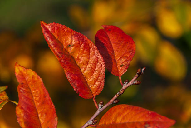 istock Italian plants and flowers 1301912471