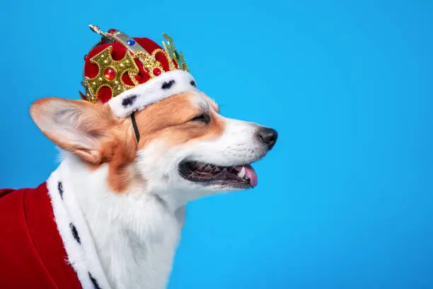 Portrait of smiling welsh corgi Pembroke dog in crown decorated with precious stones and in red royal mantle with fur, side view, blue background, copy space. Noble breed for kings.