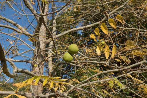 autumnal colours and fruit of a common walnut tree (juglans regia) crescendo em um country cottage garden em rural devon, inglaterra, reino unido - english walnut - fotografias e filmes do acervo