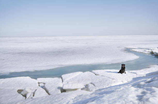 istock Black Labrador dog sitting in winter landscape 1301914855