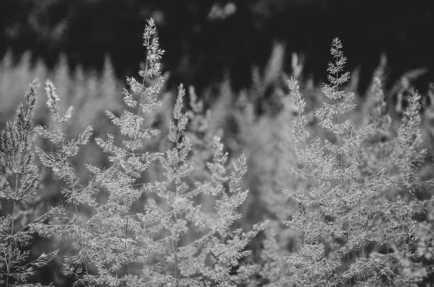istock Close up of summer meadow grass during sunny morning. 1301914939