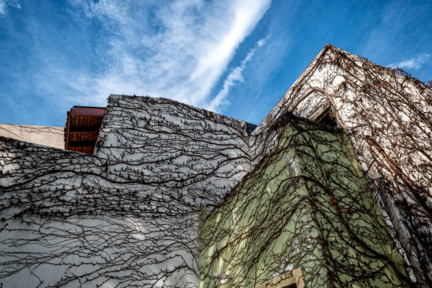 house covered with dried ivy