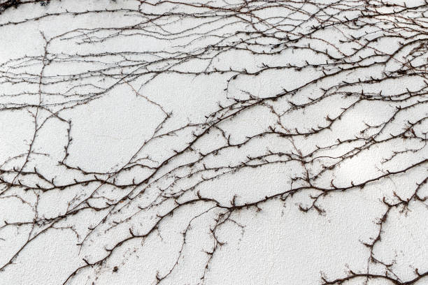 dried ivy plant background on the wall