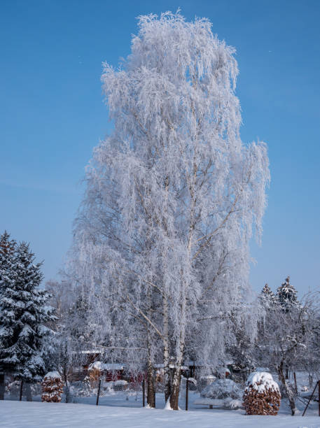 istock Willow stands in a snowy landscape 1301916327