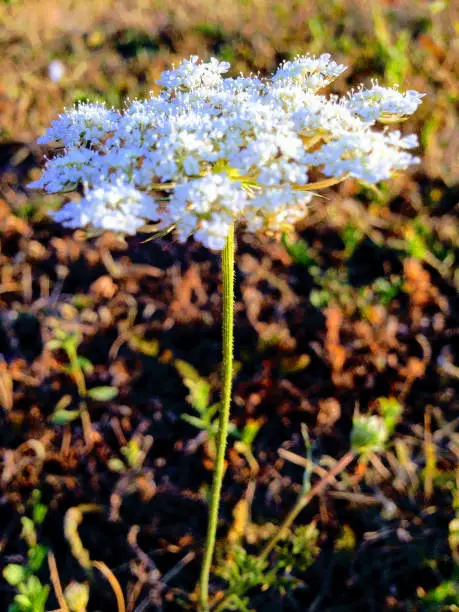 one white bloomed high section at the end of a thin green stem shooted focused on foreground against earth ground in a vertical phtogrphy