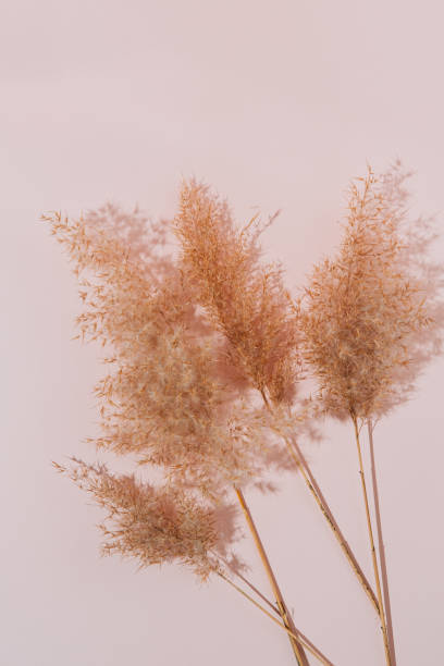 istock Three fluffy reeds laid out with shadow on beige background. Flat lay, top view. Minimalism. 1301918846