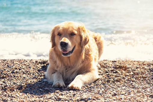 USA, Dog, Golden Retriever, Beach, Happiness