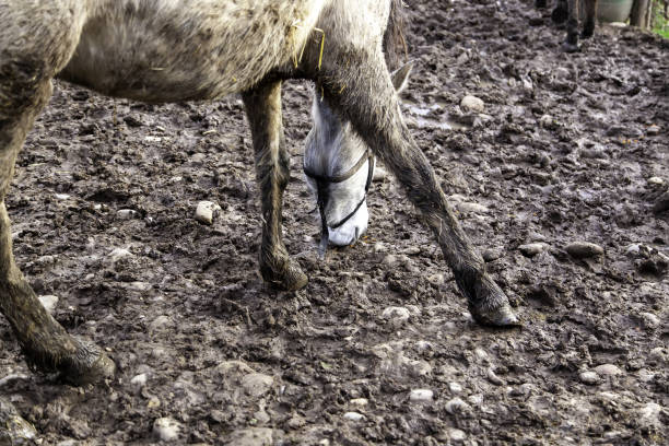 Horse legs walking in mud, domestic animals, equestrian