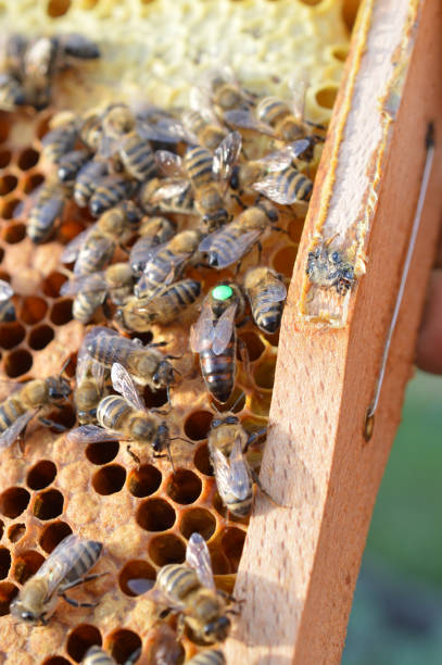 istock Buckfast queen bee marked with green dot in bee hive 1301924470