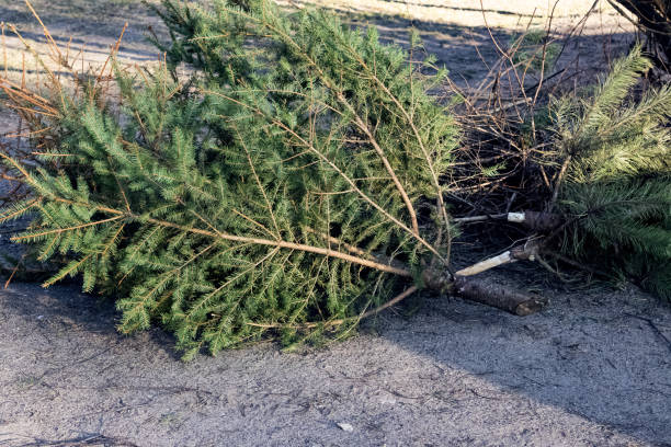 istock Christmas trees thrown after the new year 1301924603