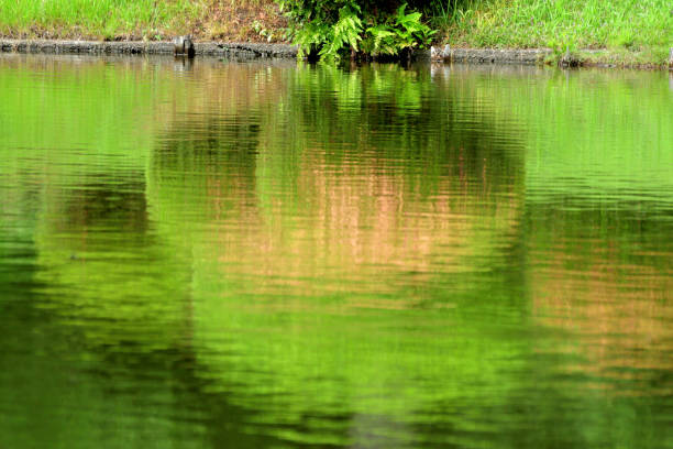 istock Reflection of Fresh Greenery on Pond with Rippling Waves 1301924781