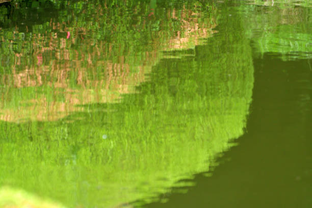istock Reflection of Fresh Greenery on Pond with Rippling Waves 1301924837