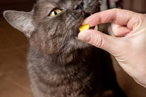 istock Human treats his cat with vitamin pill 1301926467