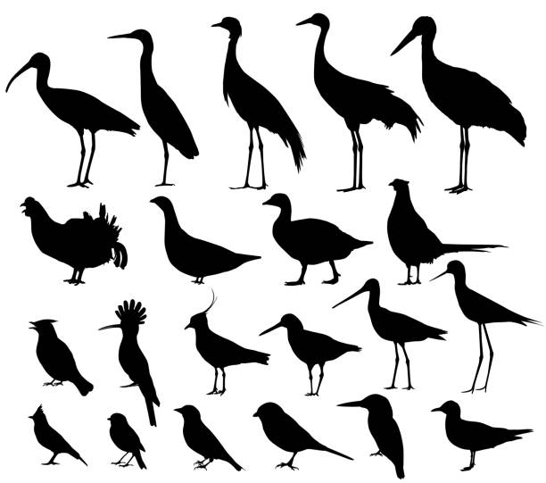 illustrazioni stock, clip art, cartoni animati e icone di tendenza di uccelli costieri e uccelli di campi. set di vettori sagome - bird egret wildlife animal