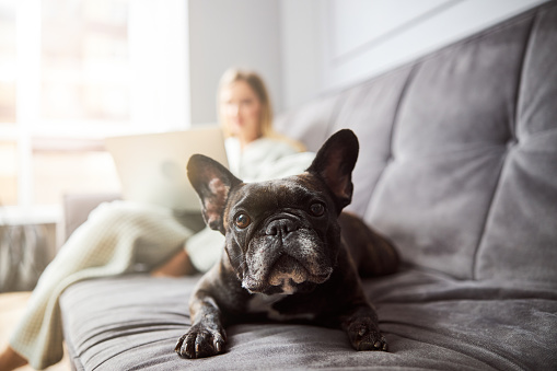 Face of black French bulldog watching ahead while resting on sofa with his master using laptop in background