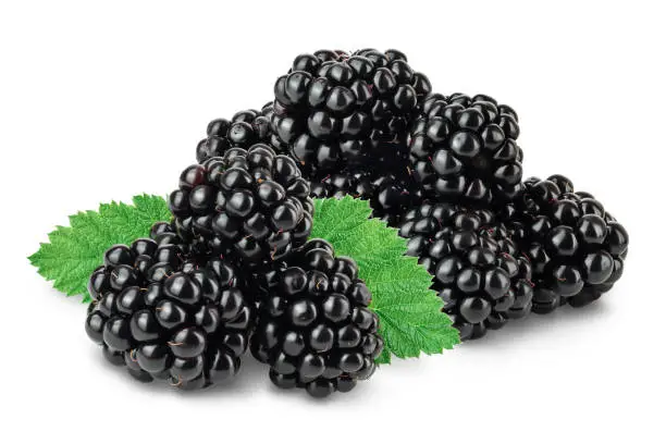 Photo of blackberry isolated on a white background closeup. Clipping path and full depth of field