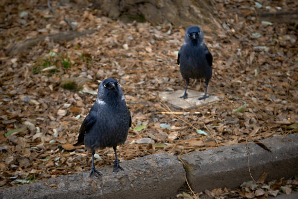 istock jackdaw on the curb in autumn foliage 1301931397