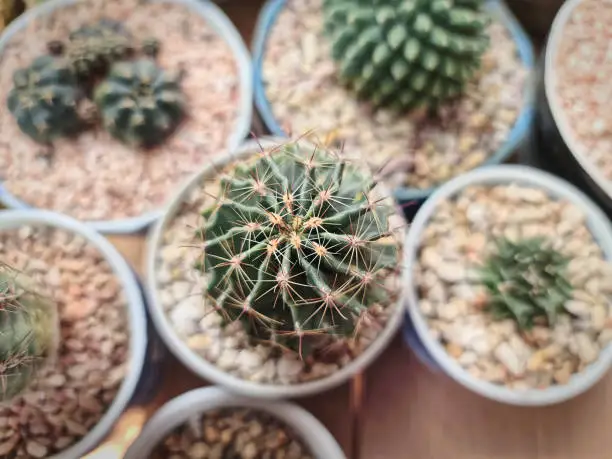 High Angle View of Small Potted Succulent Plant with Red Brown Gravel Stones