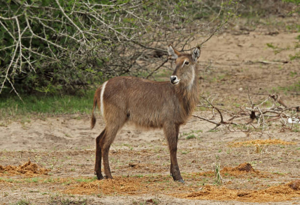 istock Ellipse WSaterbuck 1301932518