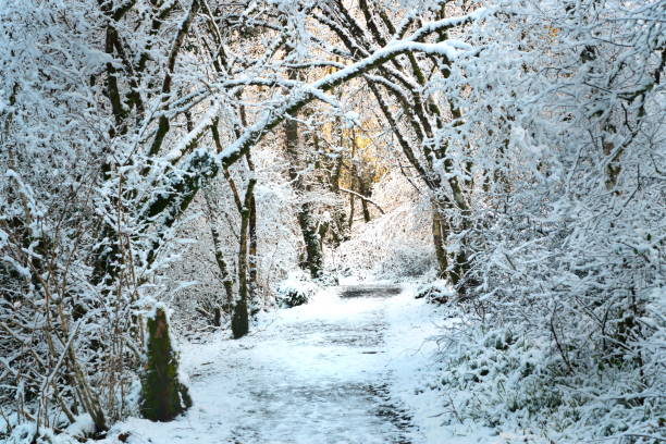 istock winter snow in the woods 1301933890