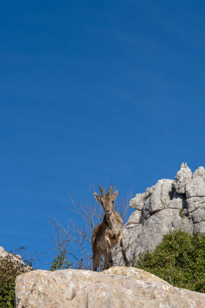 istock a young Iberian wild mountain goat perched on a high rocky promontory under a clear blue sky 1301935540