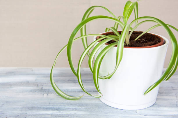 istock A home-made pot of flowers. 1301935637