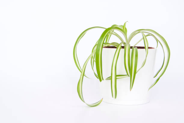 istock Home pot with flowers on a white background. 1301935671