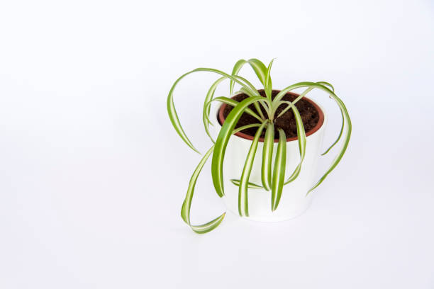 istock Home pot with flowers on a white background. 1301935676