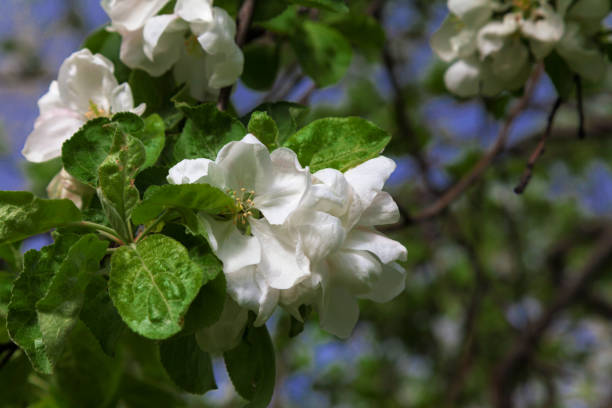 istock Large white flowers on a branch of an apple tree 1301935792