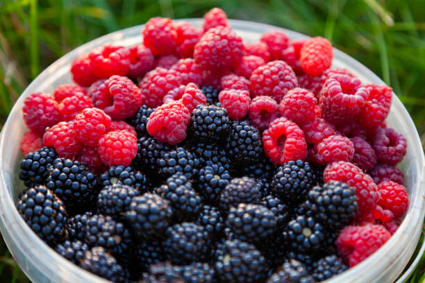 frambuesas maduras y moras en un cubo de plástico - picking a fight fotografías e imágenes de stock