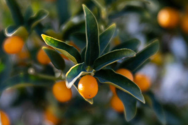 istock close up selective focus view of Kumquats ripening on a tree 1301936809