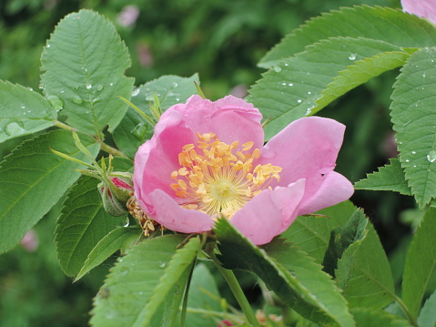 Wild rose blossom close-up after rain