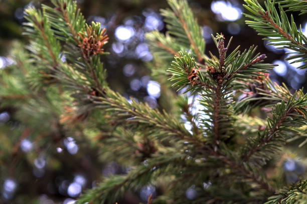 istock Fresh green fir branches in the forest 1301938123