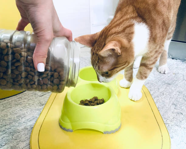 istock ginger cat and dry cat food 1301938450