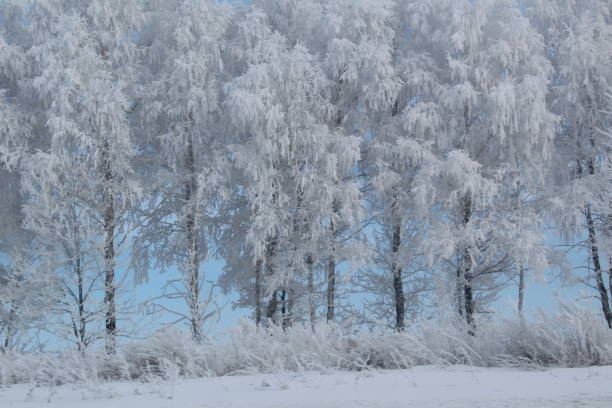 forêt d’hiver dans la neige un jour ensoleillé givré, branches d’arbre dans le gel - forest road nature birch tree photos et images de collection