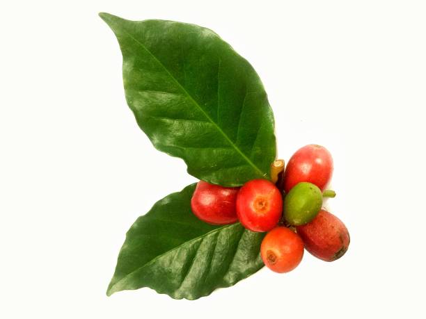 granos de café rojo con hojas sobre fondo blanco. - coffee plant fotografías e imágenes de stock