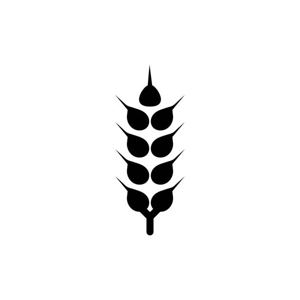 ilustrações, clipart, desenhos animados e ícones de ícone da linha vetorial plana de cevada, centeio, trigo, ilustração vetorial - barley black stem wheat