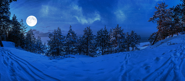Magic winter night with full moon and frozen covered in snow fir and spruce trees in winter. Starry night. Snowy forest at night in moonlight.
