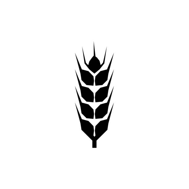 大麦、ライ麦、小麦、ベクトルイラストのフラットベクターラインアイコン - barley black stem wheat点のイラスト素材／クリップアート素材／マンガ素材／アイコン素材