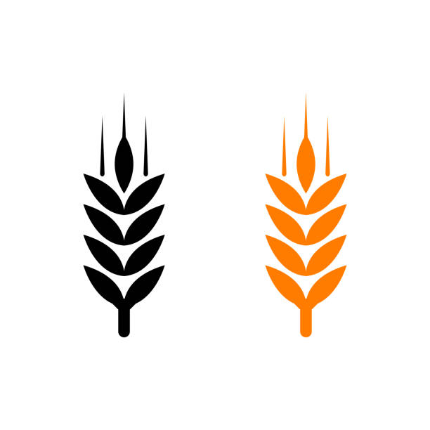 ilustrações, clipart, desenhos animados e ícones de ícone da linha vetorial plana de cevada, centeio, trigo, ilustração vetorial. - barley black stem wheat